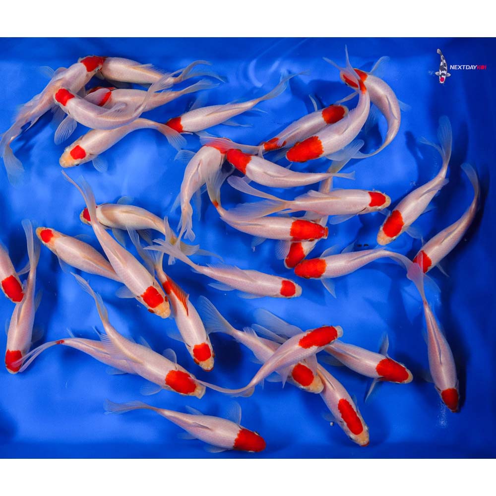 5-6” Imported Tancho Sarasa Comet Goldfish