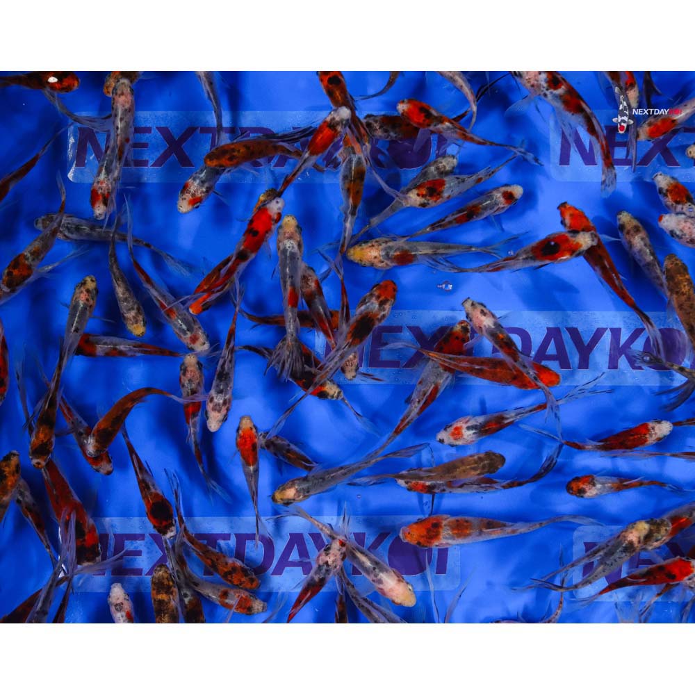 3-4” Imported Shubunkin Goldfish