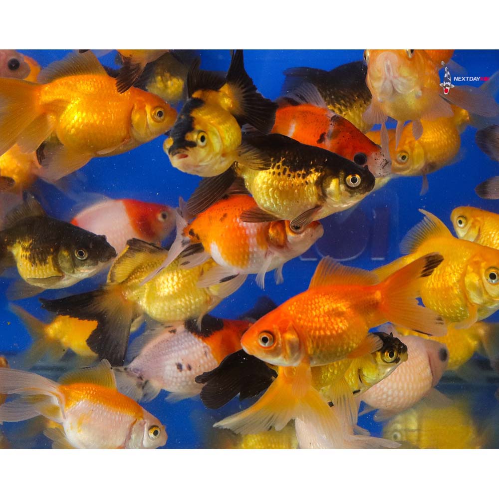2-2.5" Imported Mixed Pearlscale Goldfish
