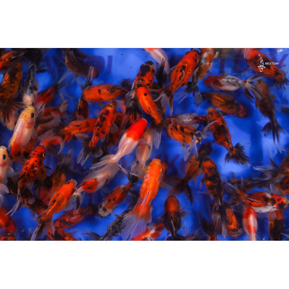 2-3" Imported Calico Fantail Goldfish