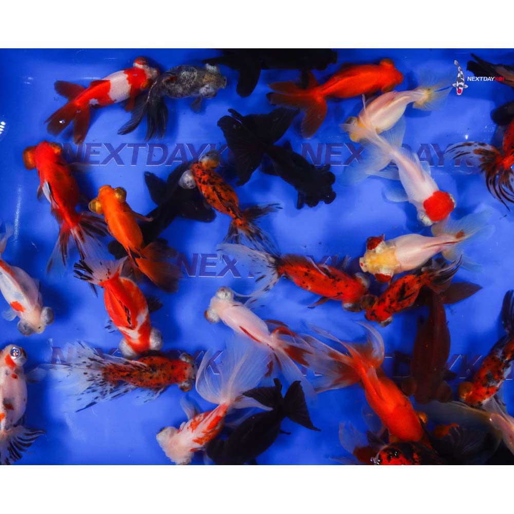 5-6" Imported Mixed Butterfly Tail Goldfish