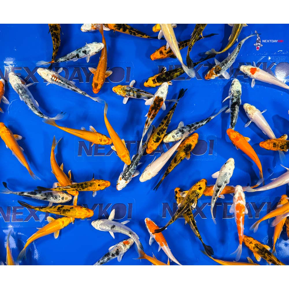 Imported Hikari Koi Mix