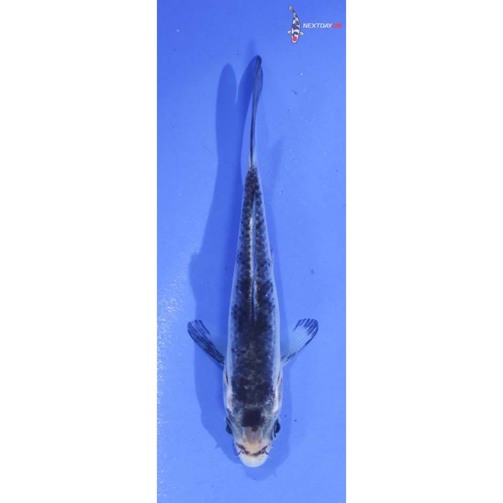 4” Imported Matsukawabakke